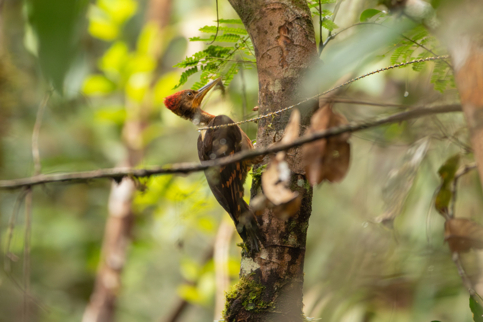 image Orange-backed Woodpecker